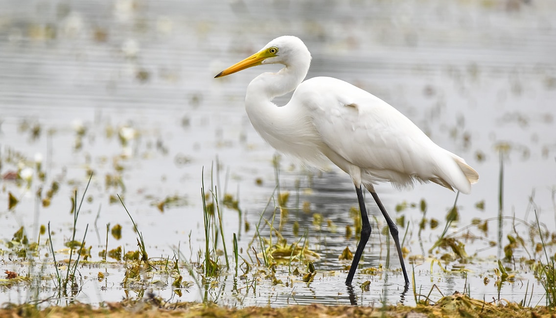 oiseau grande aigrette blanche