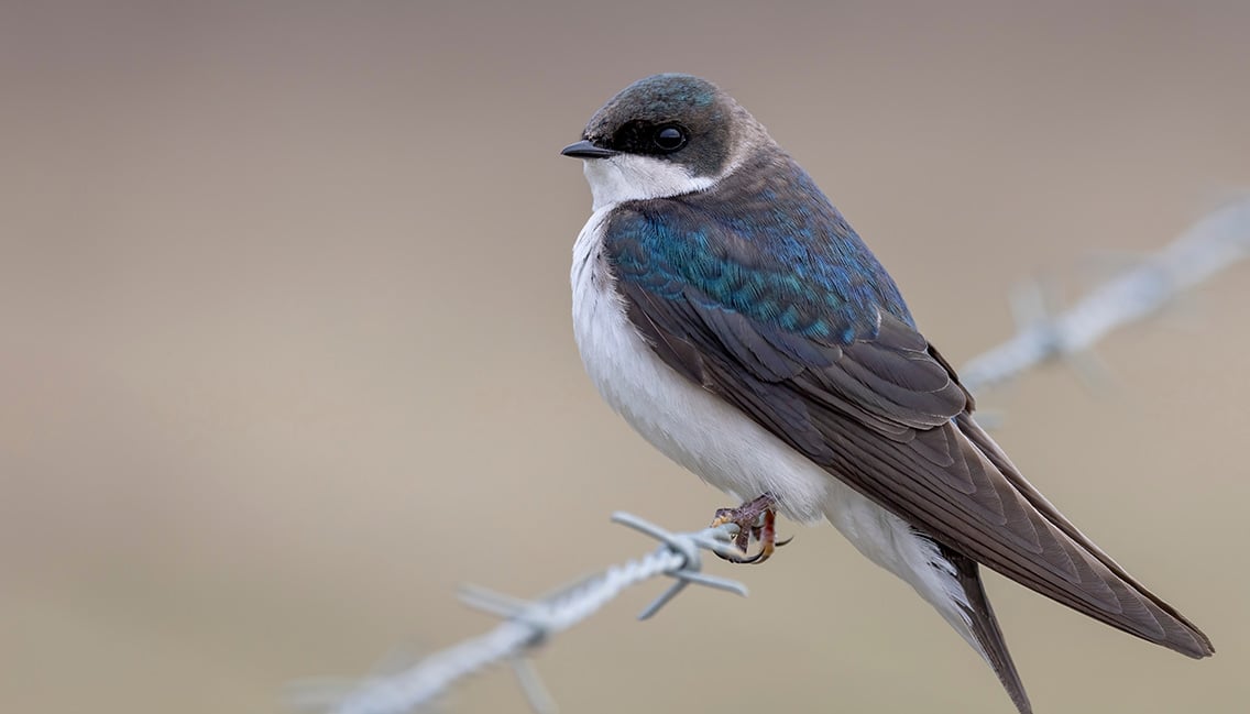 oiseau hirondelle bicolore