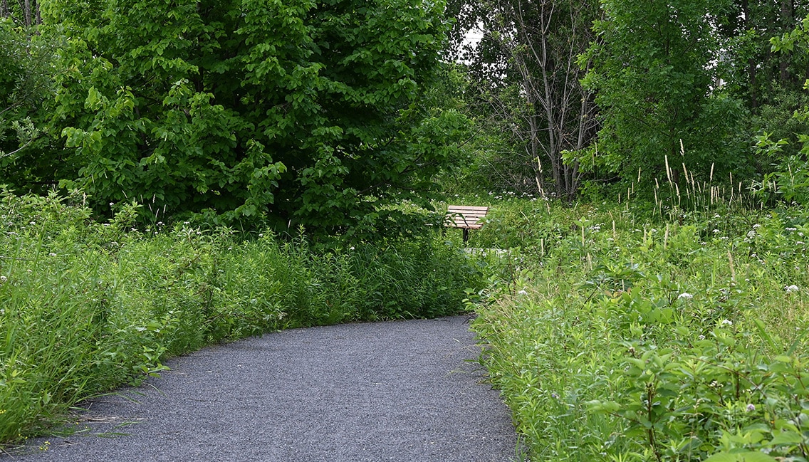 Un sentier au milieu d'arbres