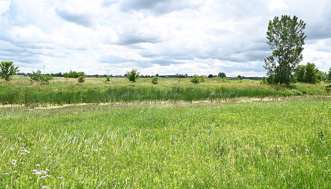 branche de la rivière aux pins derrière des herbes hautes