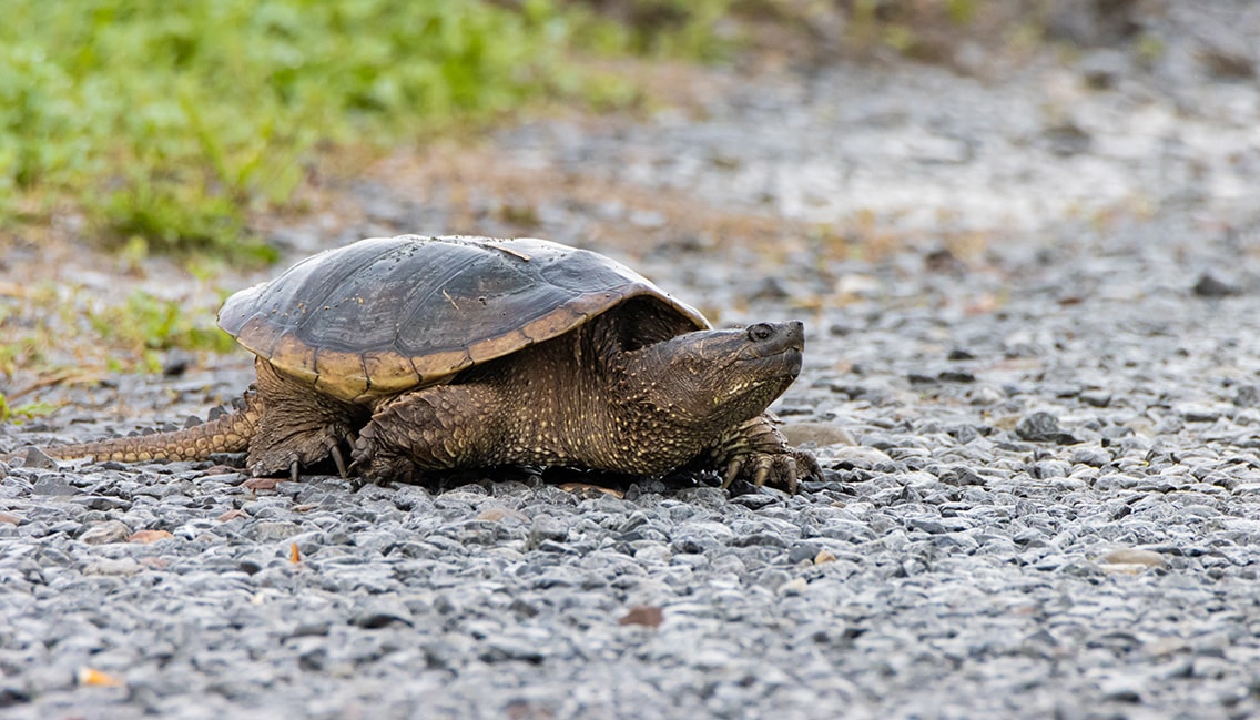tortue serpentine